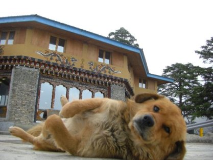http://buddhistcelebrities.blogspot.com/2010/05/dogs-place-is-in-bhutan.html