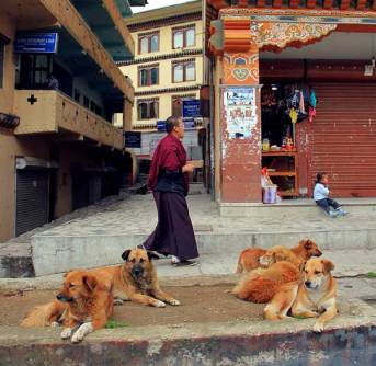 http://www.dogster.com/lifestyle/stray-dogs-bhutan-spay-neuter-humane-society-international